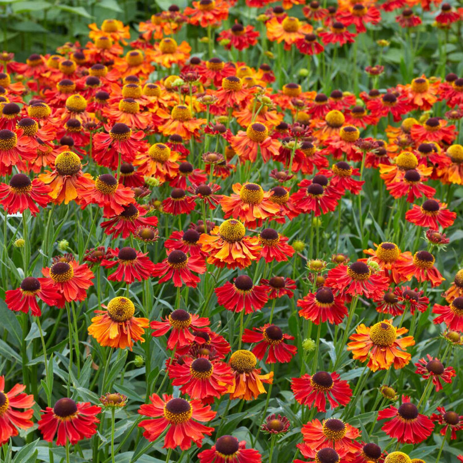 Syyshohdekukka 'Moerheim Beauty' (Helenium)